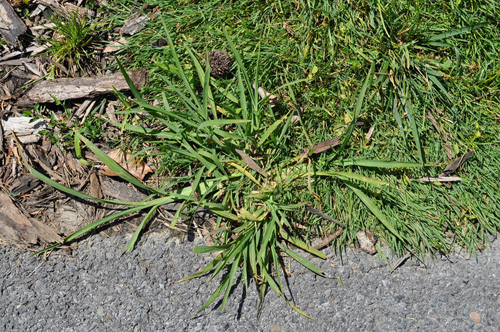 crabgrass image