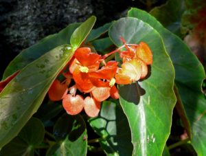 annual begonia