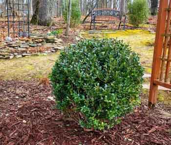 thumb-japaneese-holly-image-example-of-a-planted-shrub