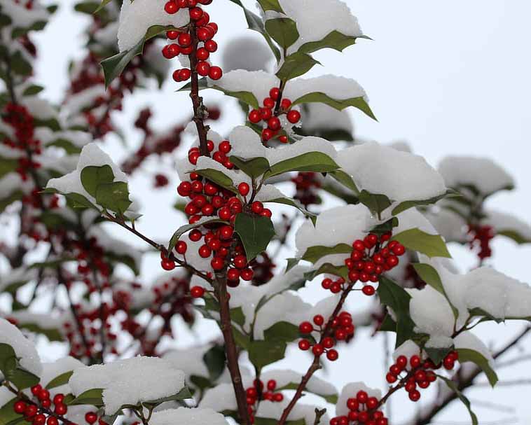 Color In The Cold The 10 Best Winter Plants That Flower
