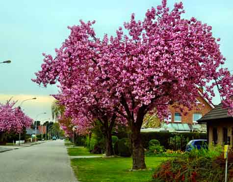 ornamental cherry tree