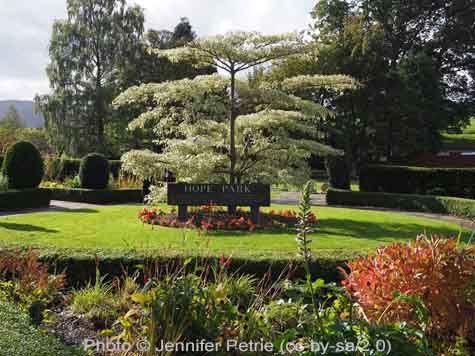 ornamental tree in garden