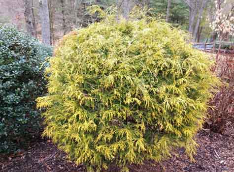 gold thread cypress best landscape shrub or bush
