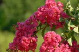 how to trim a crepe myrtle
