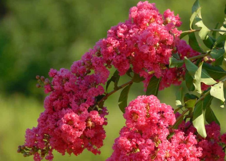 How To Trim A Crepe Myrtle Like The Pros