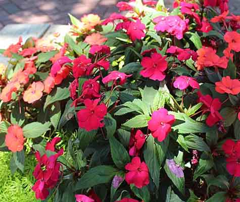 new guinea impatiens one of the best annuals for shade