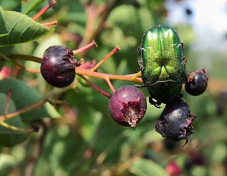 berries of the serviceberry tree