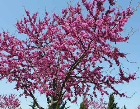 blooming redbud tree