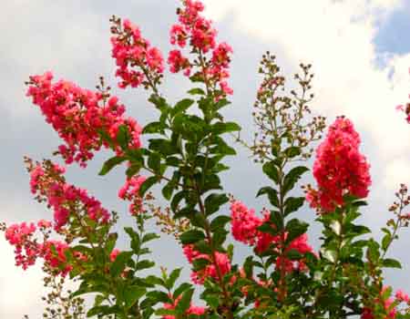 blooms of small flowering tree crepe myrtle