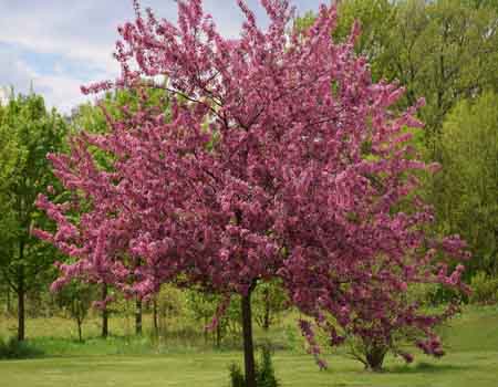 flowering small crabapple tree pic