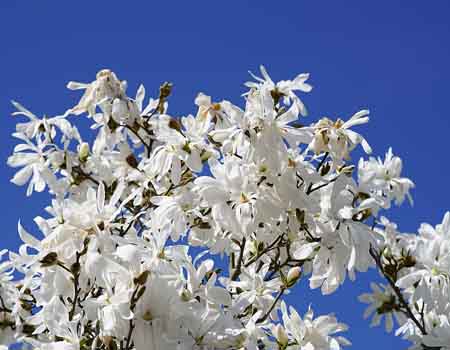 flowering star magnolia tree image
