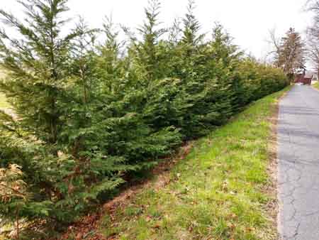 good shrub for privacy leyland cypress