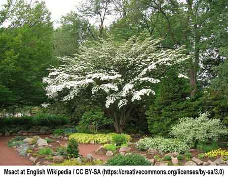 kousa dogwood in garden