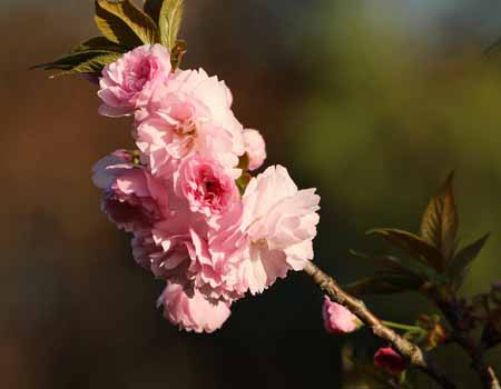 kwanzan cherry tree blossom