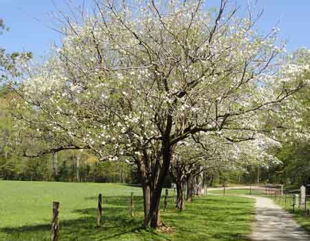 small flowering tree image dogwood