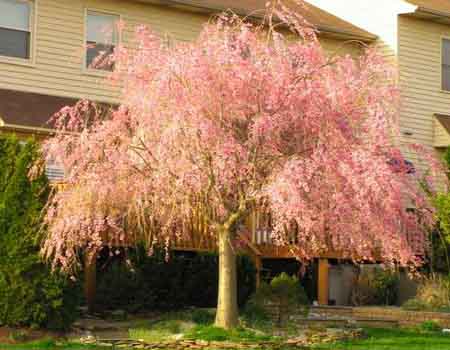 small flowering tree weeping cherry in garden