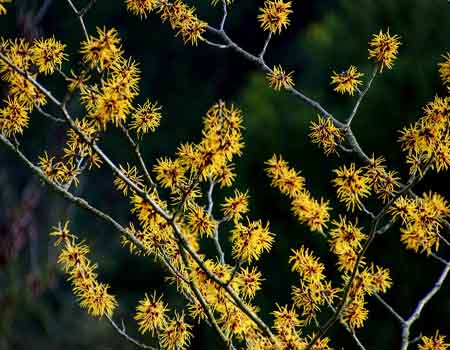 small yellow flowers of witch hazel tree
