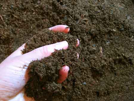 how to start composting to creat humus image