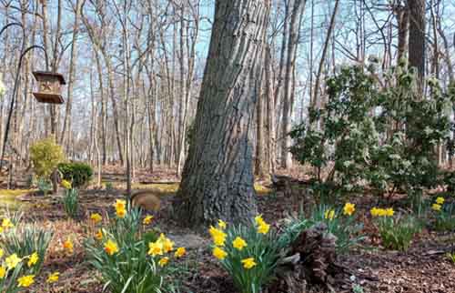 image of daffodils as landscape around a tree
