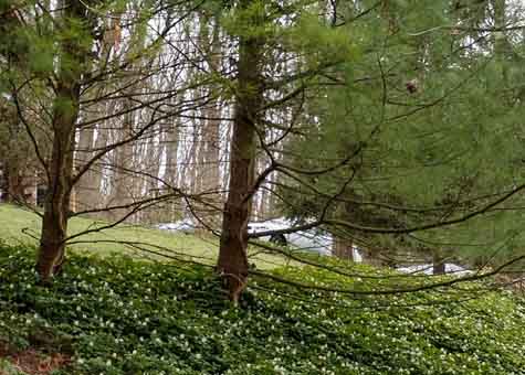 pachysandra used as landscape around trees