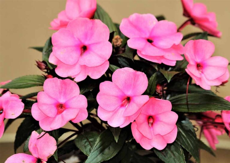 New Guinea Impatiens Care How To Get The Best Blooms