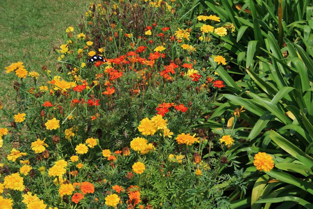 types of marigolds