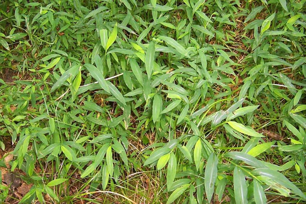Japanese Stiltgrass An Invasive Plant Warning