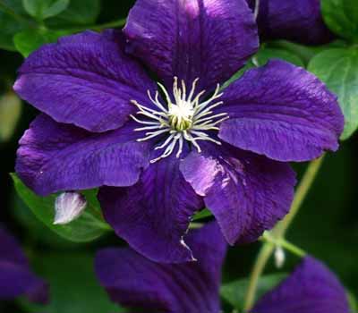 clematis purple flowering perennial